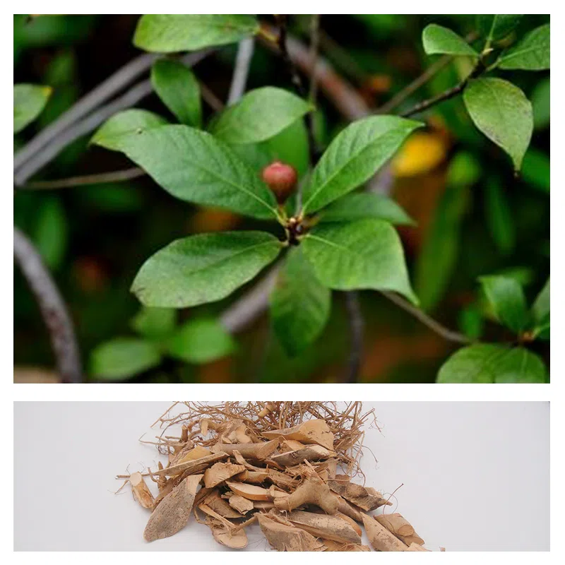 广西煲汤料野生白花牛奶子根牛乳树根1包500g 500 克