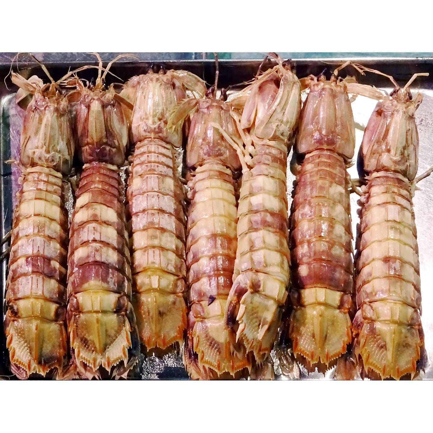 Shako 10pcs 1 each
