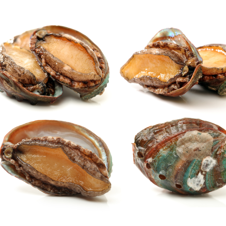 Frozen Australian Greenlip Abalones 1 케이스