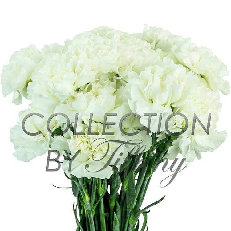 新鲜白色康乃馨，花期长，20支装 1 把