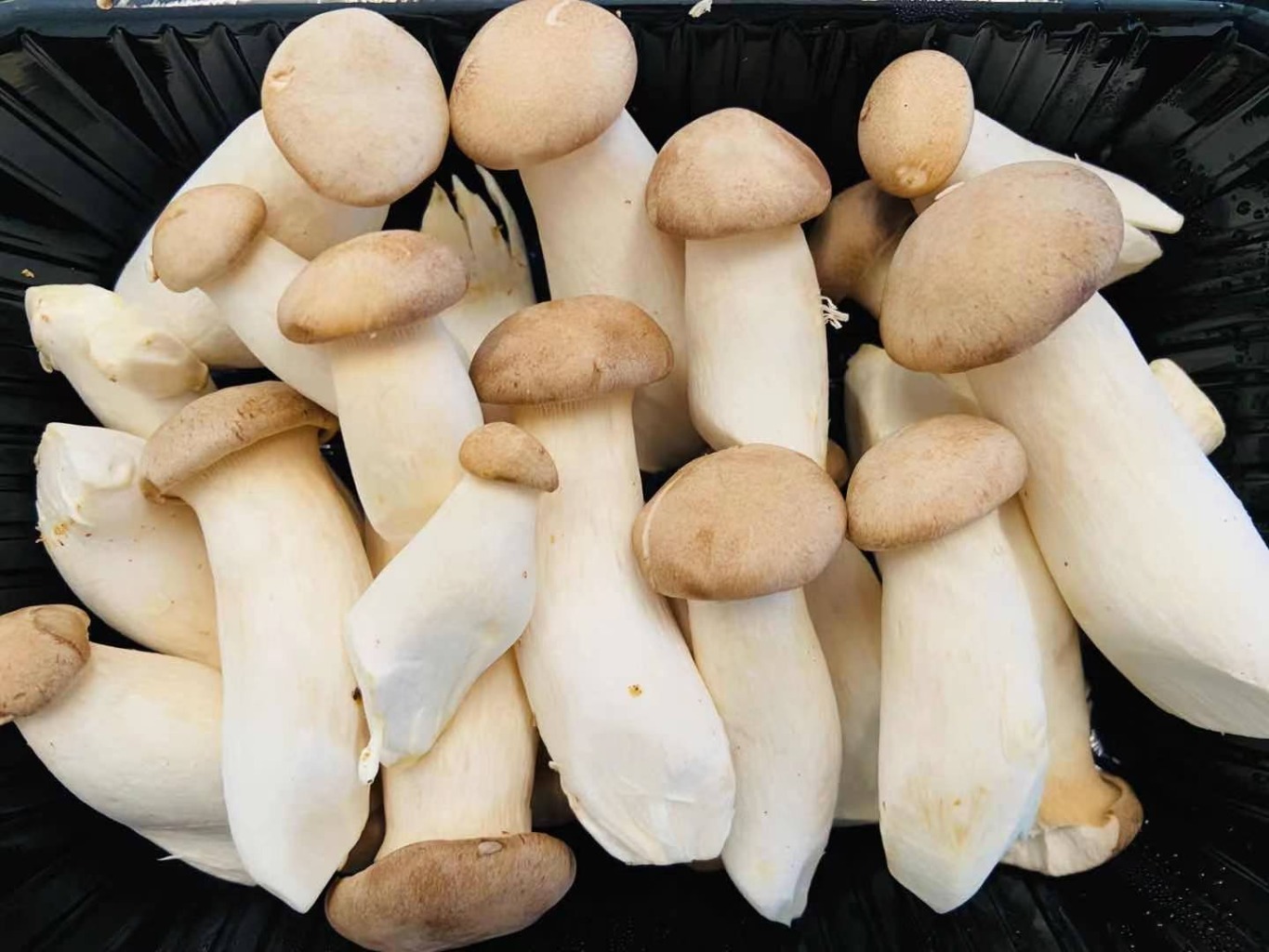 Mini King Oyster Mushrooms Weee!