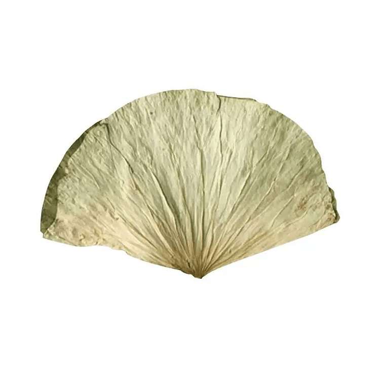 Fan Shanwu Ji Dried Lotus Leaves 5 pieces 1 pack