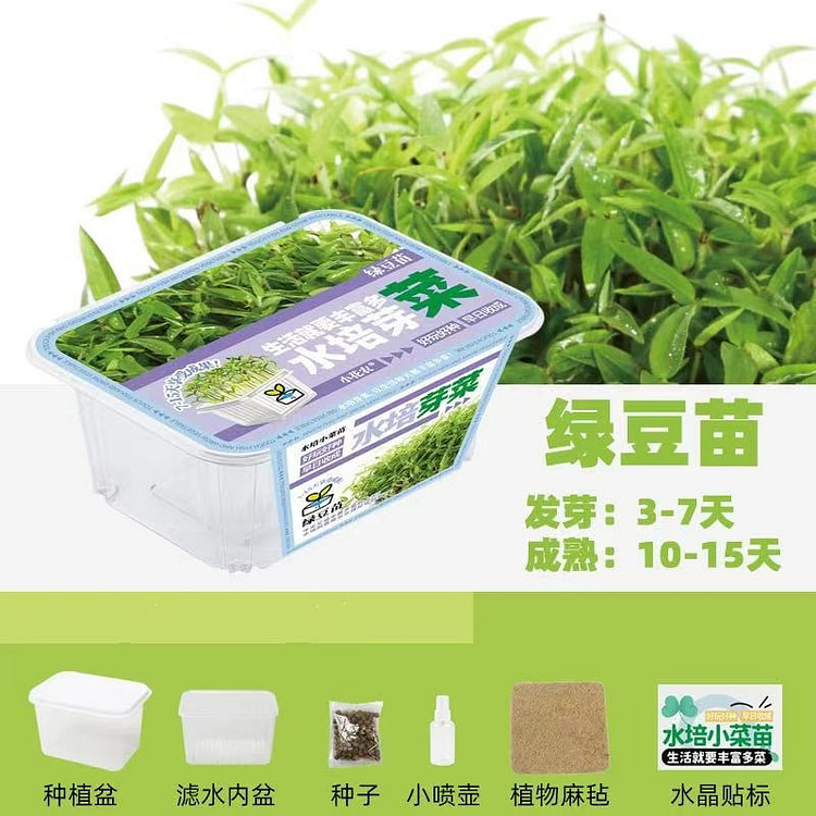 家庭版种植小盆栽 观察植物生长过程《绿豆》