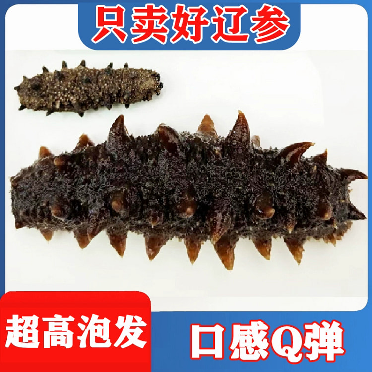 Dalian wild sea cucumber dry goods12pieces250g