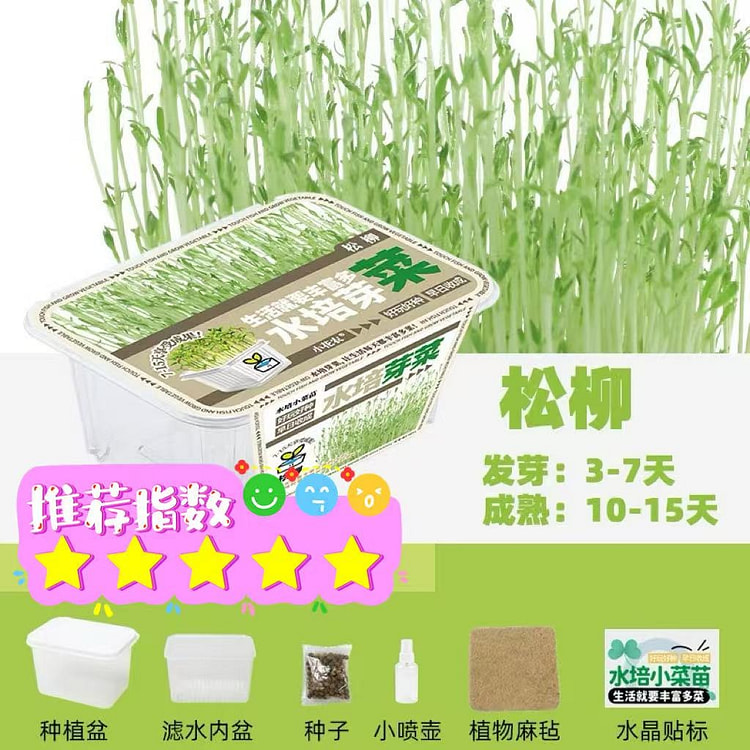 家庭版种植小盆栽 观察植物生长过程《松柳苗》