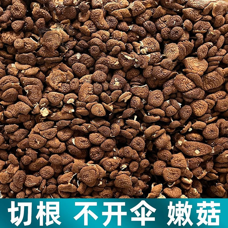 Dried tea tree mushrooms