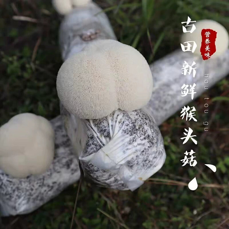 古田特产猴头菇新鲜500g*1包