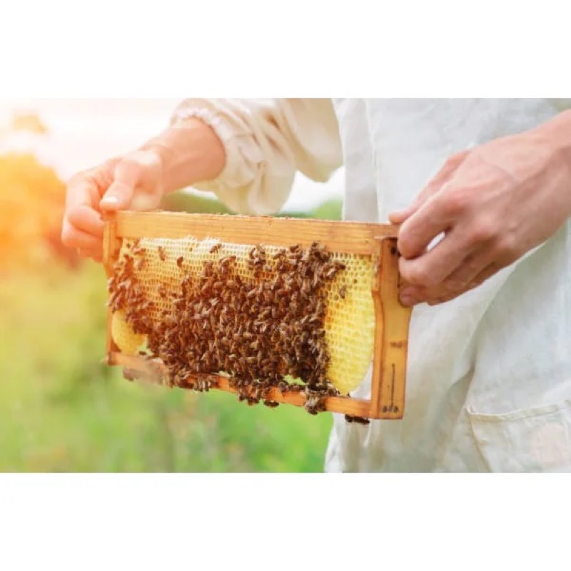 Get Honey Japan Manuka Honey Yuzu Drops 22g 6 Pieces 1 each