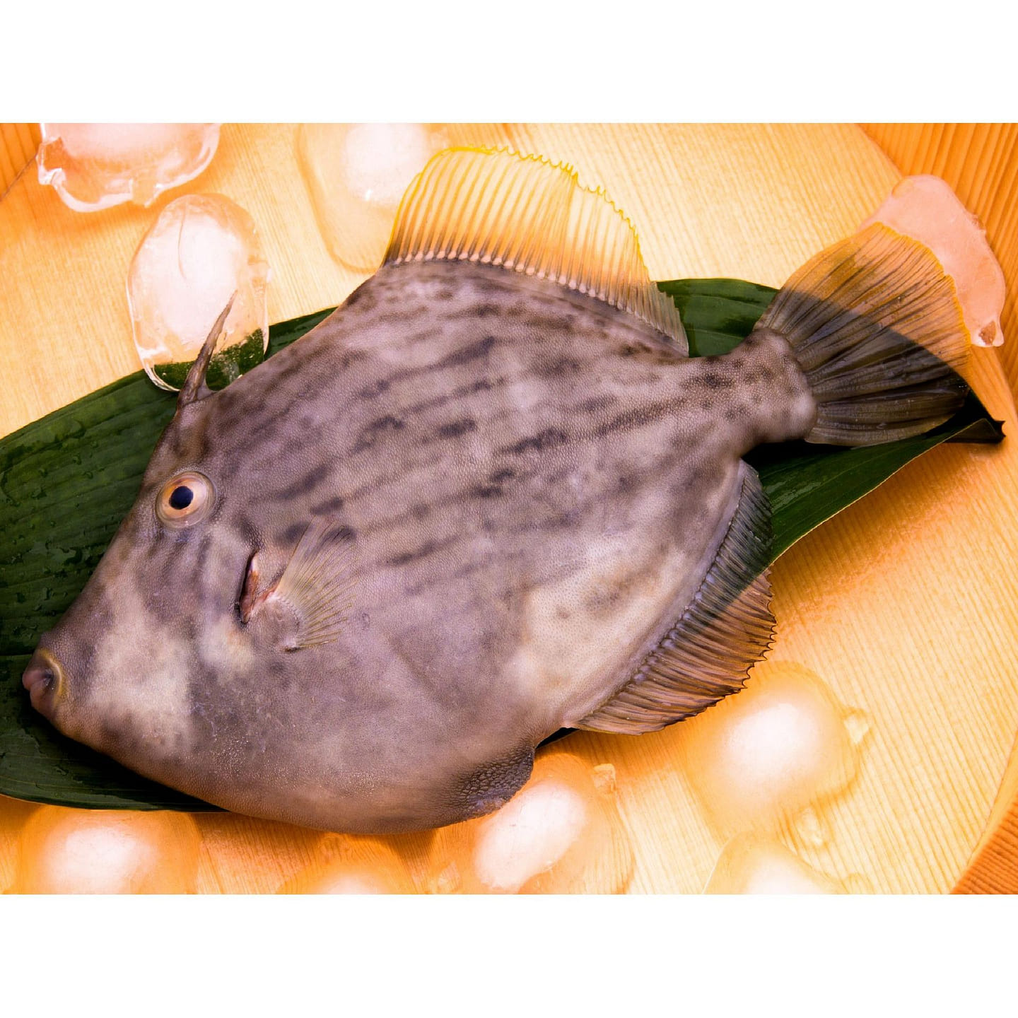 FILEFISH(KAWAHAGI) 1 each