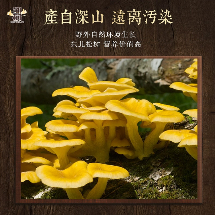 东北榆黄蘑菇干货