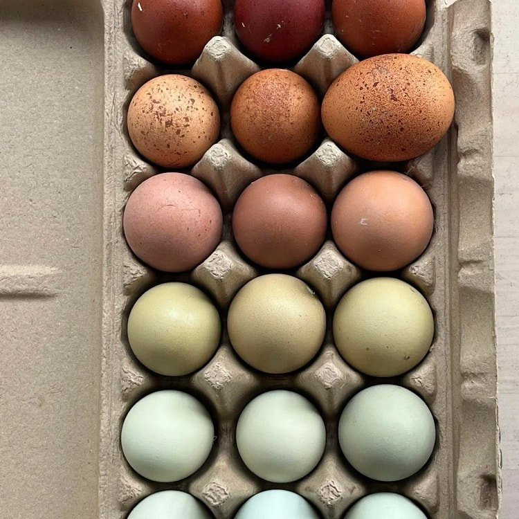 12 Rainbow chicken hatching eggs| Healthy Flock - 12 count