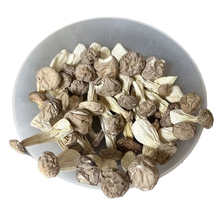 高山嫩菇长寿菇干货50g*1袋 50 克