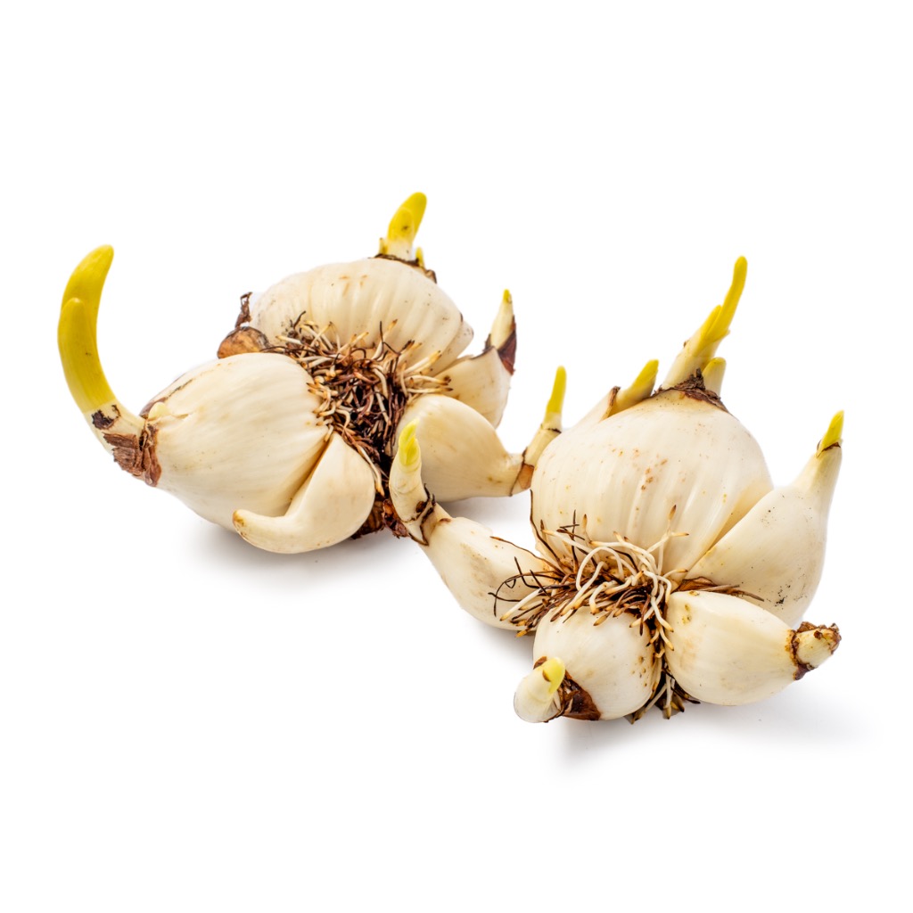 淩波仙子水仙花球莖一或多頭 Weee