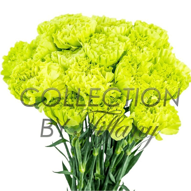 新鲜绿色康乃馨，持久保鲜，20支装 1 把