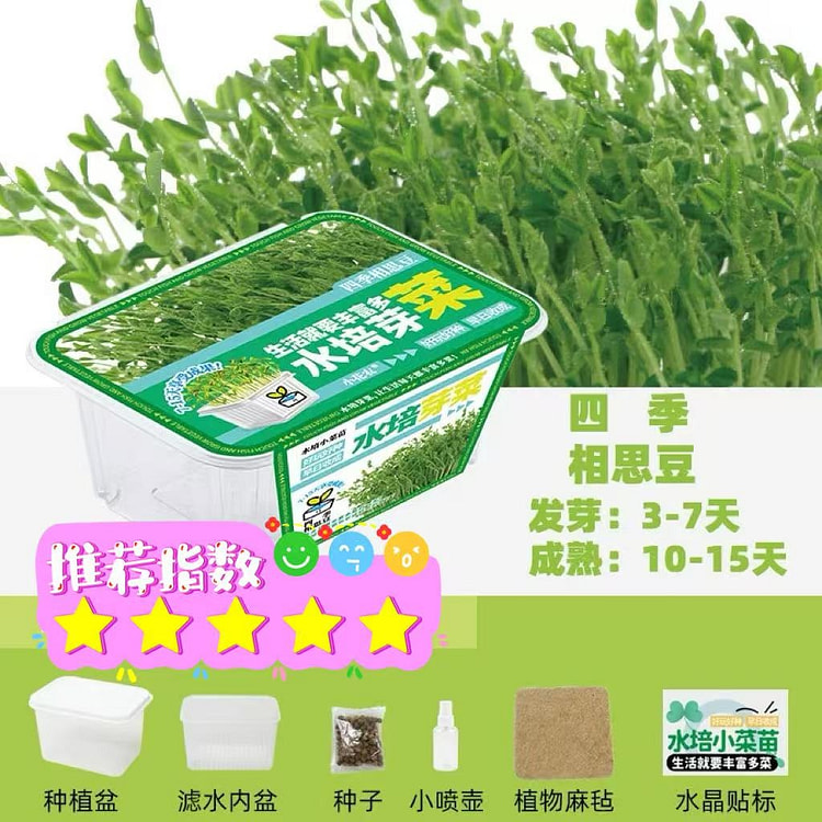 家庭版种植小盆栽 观察植物生长过程《相思豆》