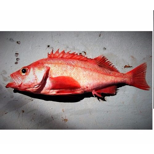 【Baby Dragon Seafood】Red Rockfish 2 pounds Weee!