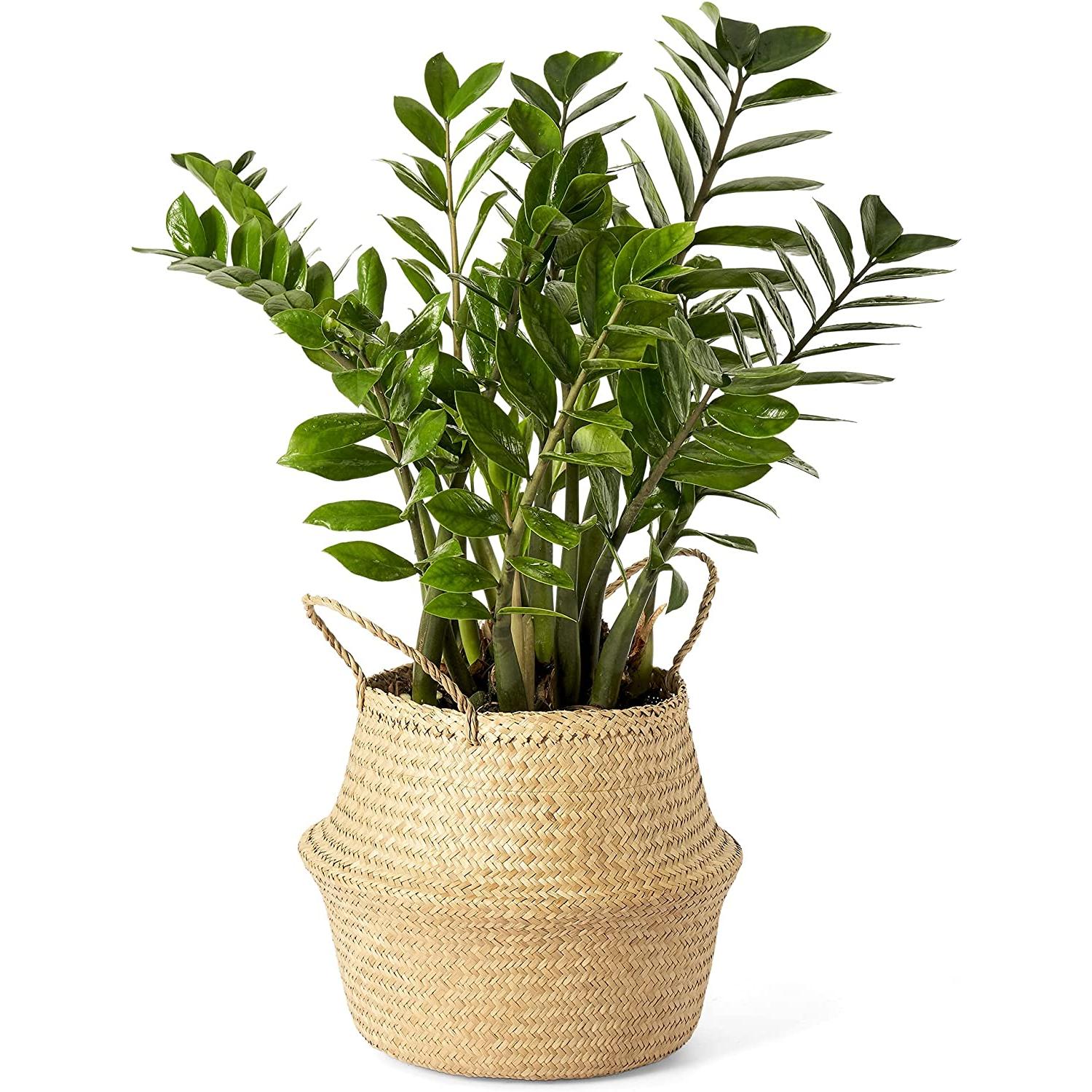 Woven Seagrass Belly Basket for Plant 1 อัน