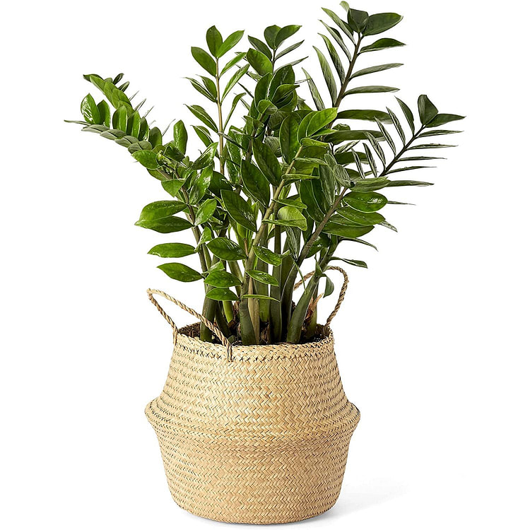 Woven Seagrass Belly Basket for Plant