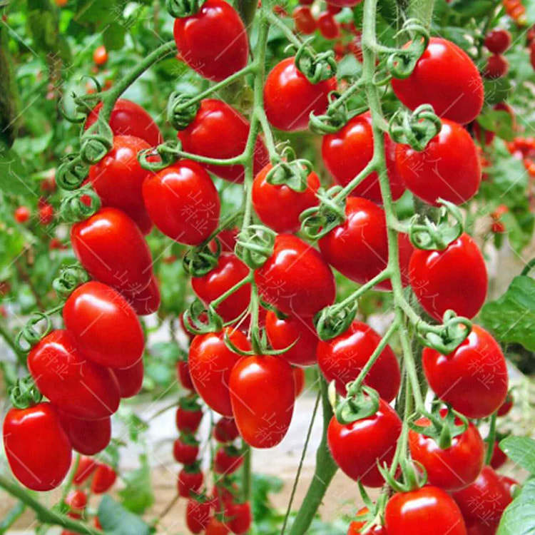 Cherry tomatoes and vegetable seeds