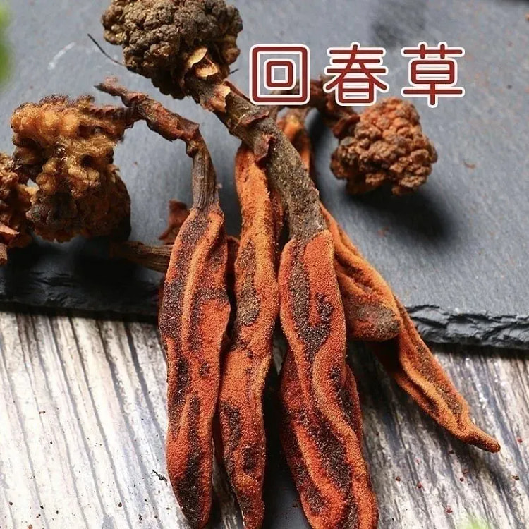 回春草干货无添加滋补养生泡酒跑水煲汤 约19根