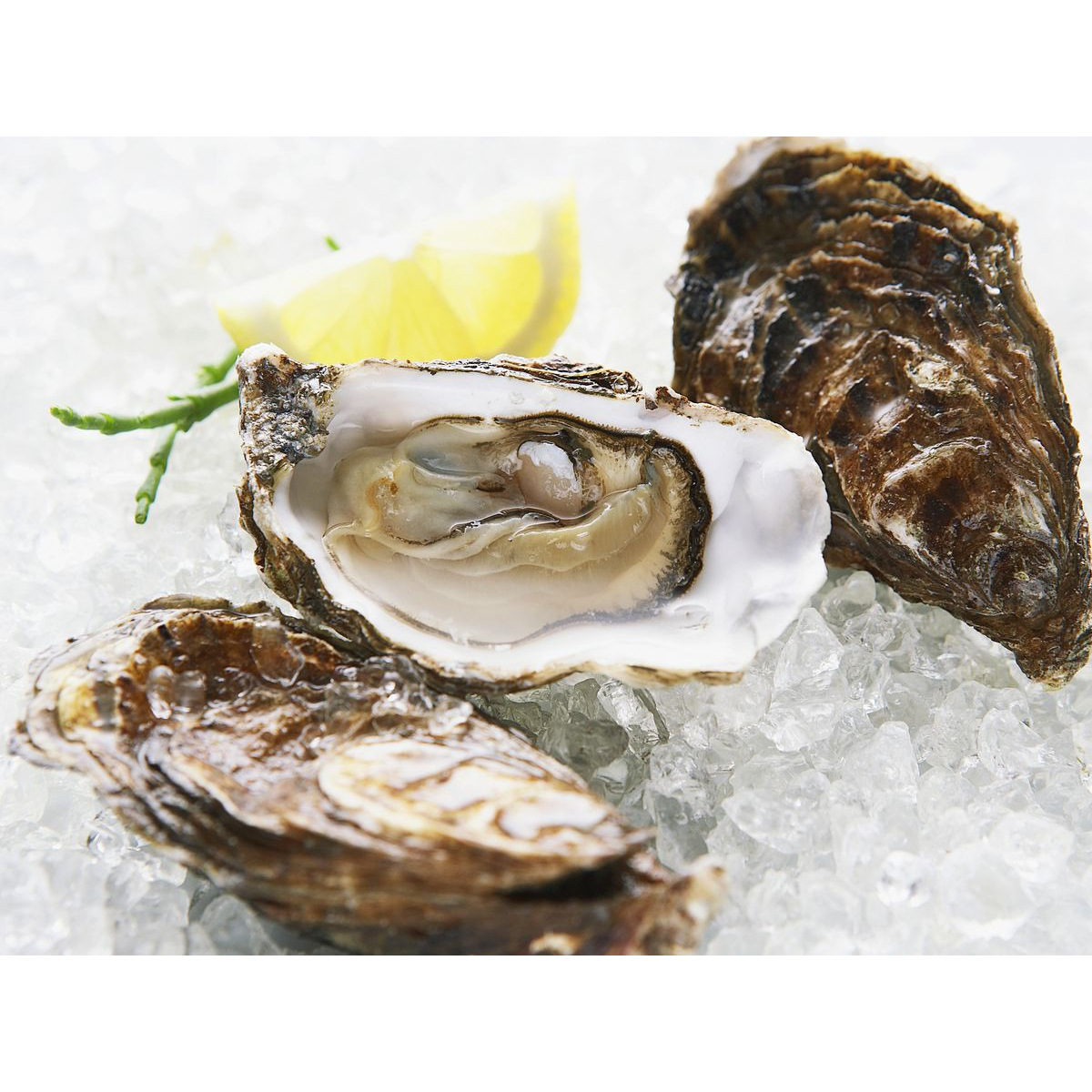 舊金山當地Tomales Bay新鮮生牡蠣 (生蠔) 網袋裝 一打 12 个