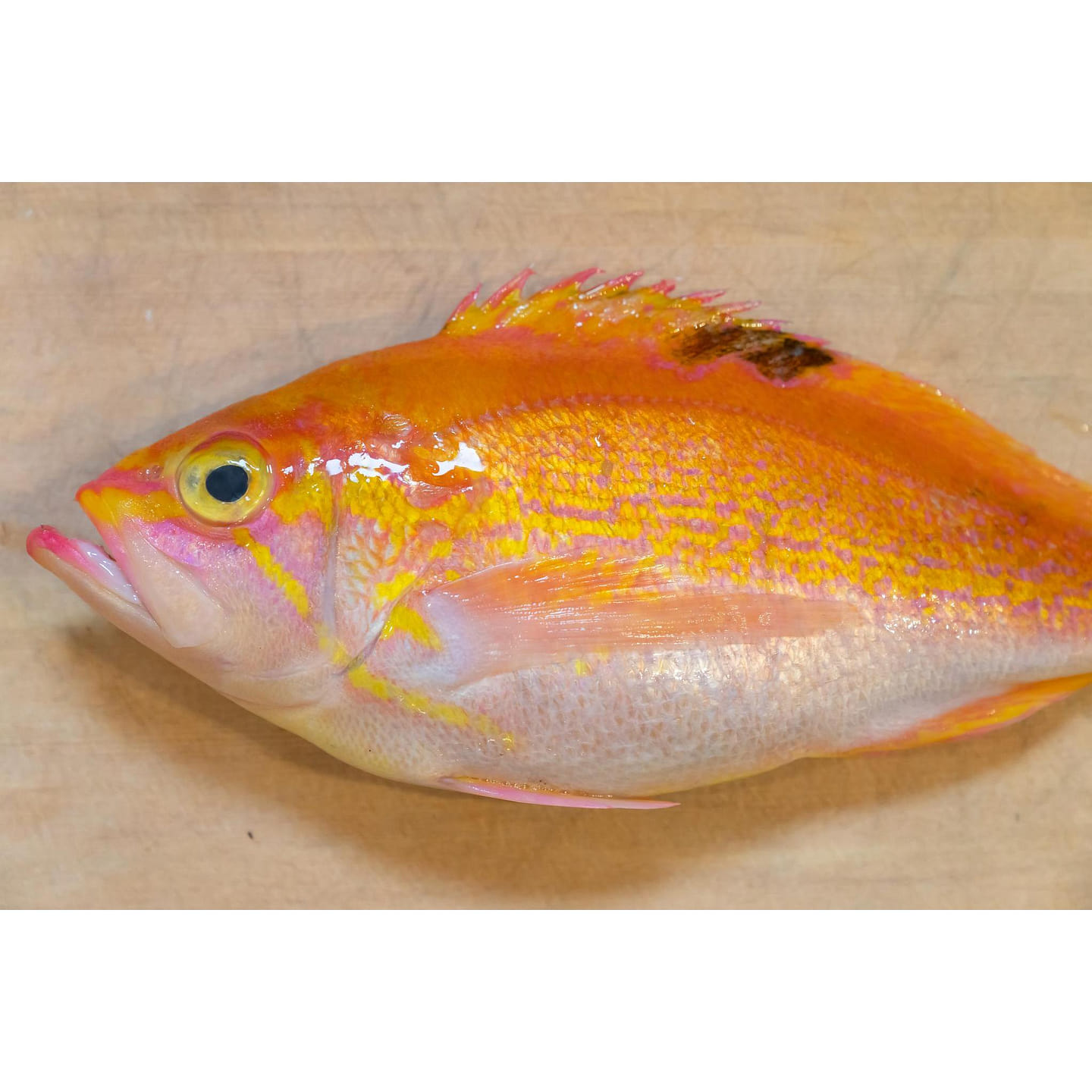 Aka Isaki 2.0lbs 0 lb