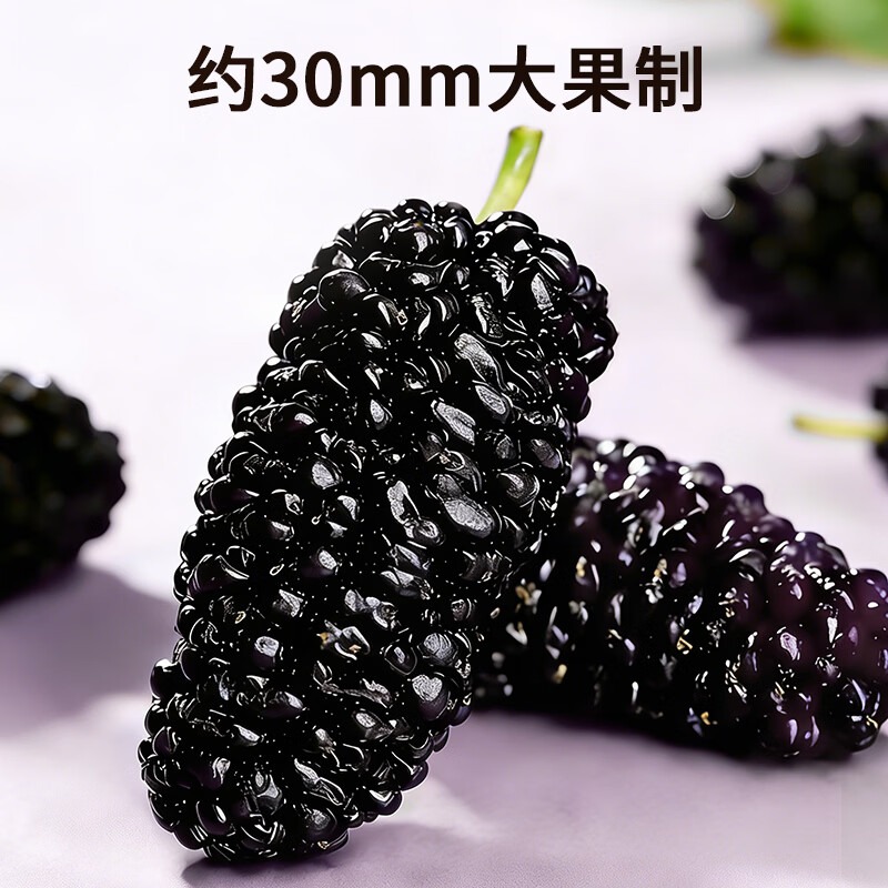 Organic Dried Black Mulberries 270g 270 g - Weee!