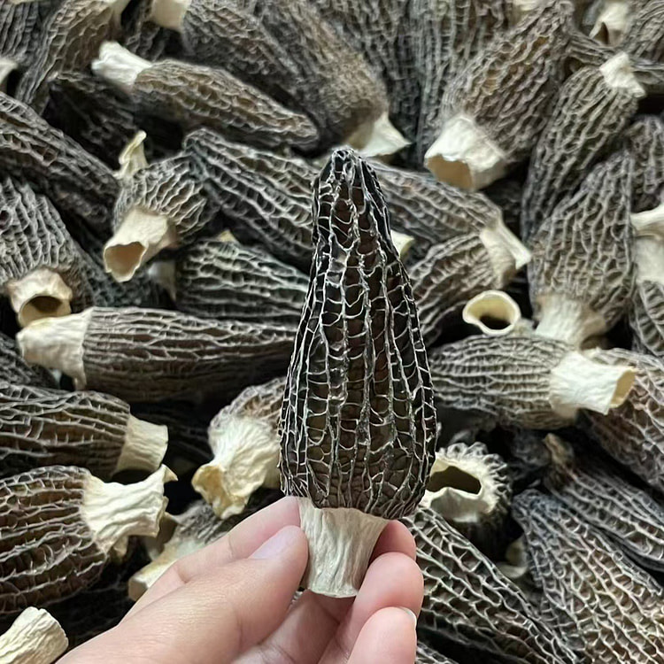 云南特产羊肚菌新鲜头茬精品大号7-9CM