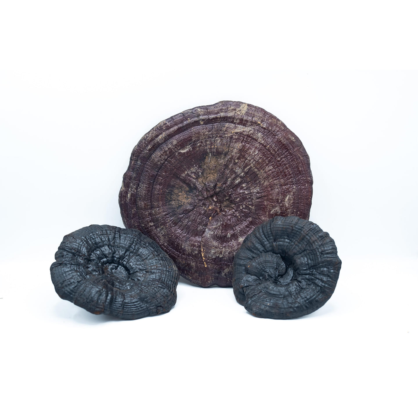 LING ZHI – Custom Amount 100g 1 each