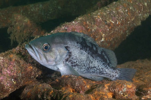 Igurei　イグレイ　BLACK　ROCK　FISH　BR-105UL 中古 Igurei イグレイ BLACK ROCK FISH BR-105UL 中古 Igurei イグレイ