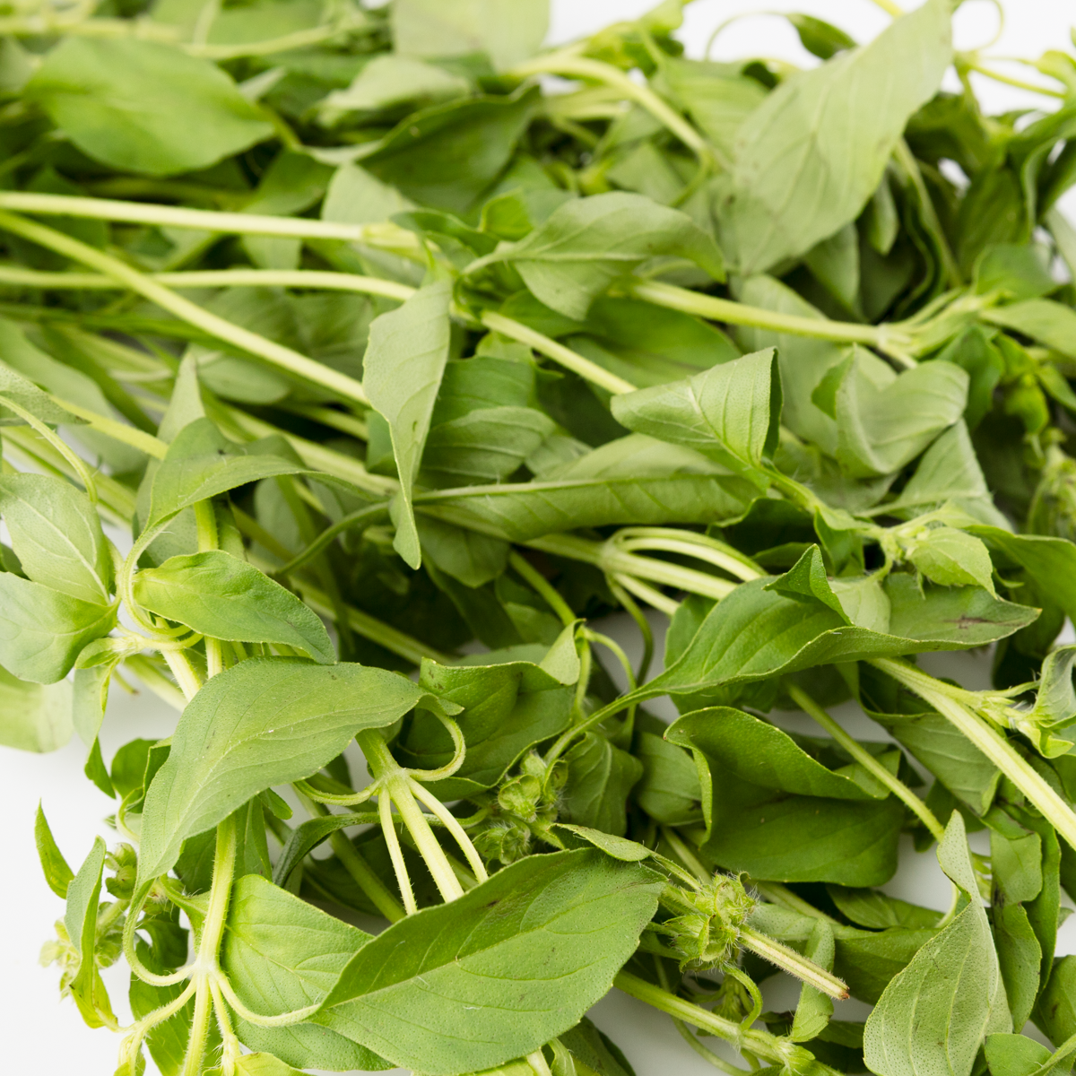 Húng Quế Đất 0.5 lb - Weee!
