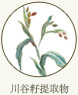 川谷籽