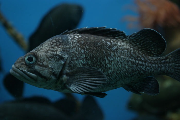 Get Black Rockfish Delivered | Weee! Asian Market