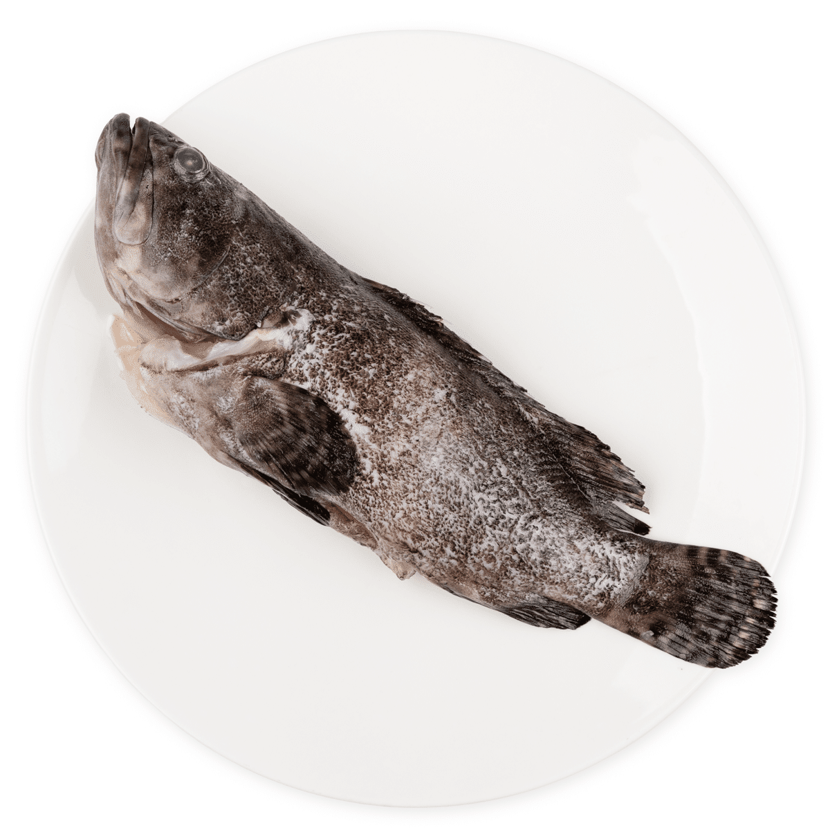 TSF Tiger Grouper GGS, Frozen 500-600 g