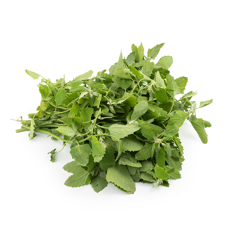 灰灰菜（Bathua） 1 把