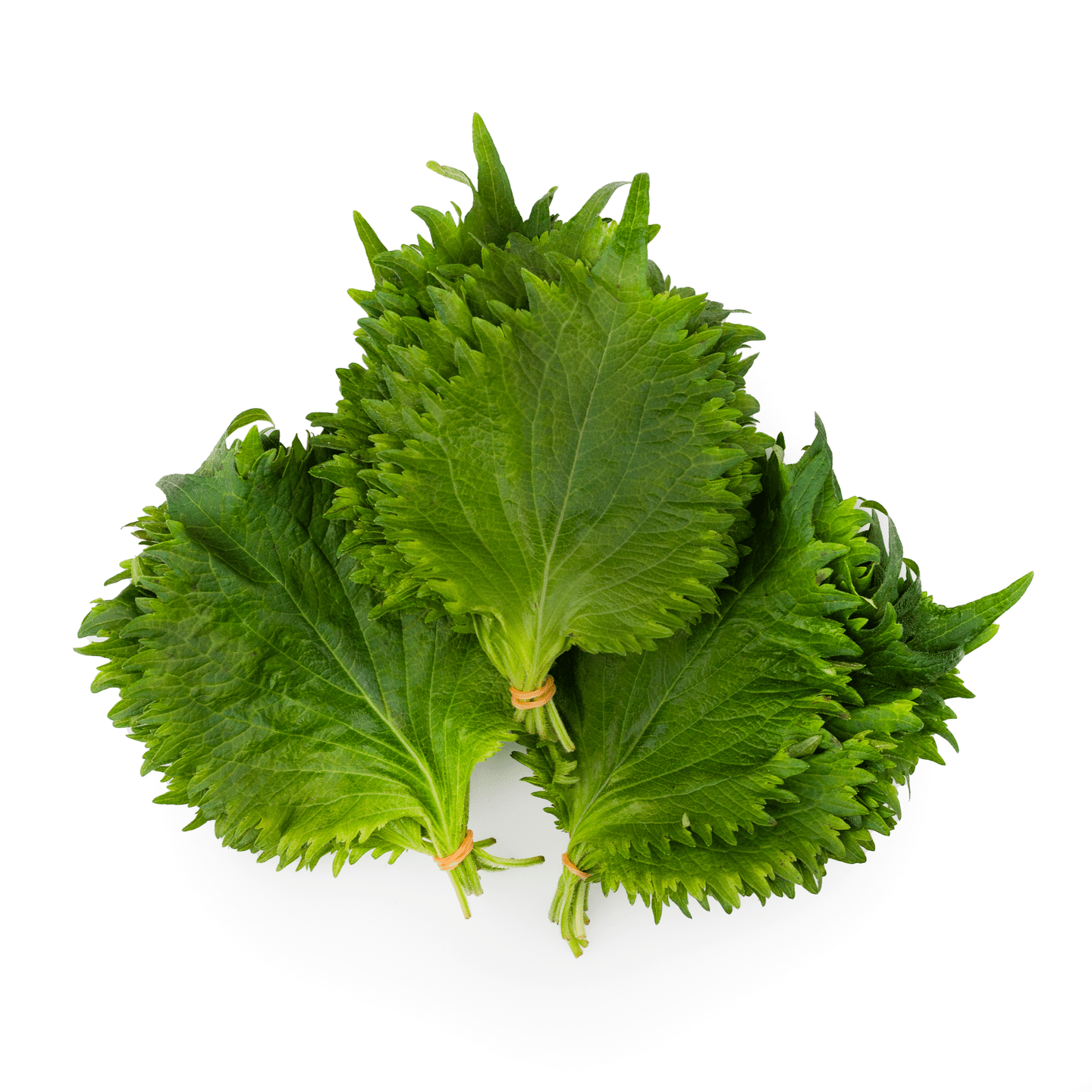 Folhas de Shiso Verde (Ohba) 10 maços 10 maço(s)