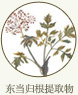 东当归根