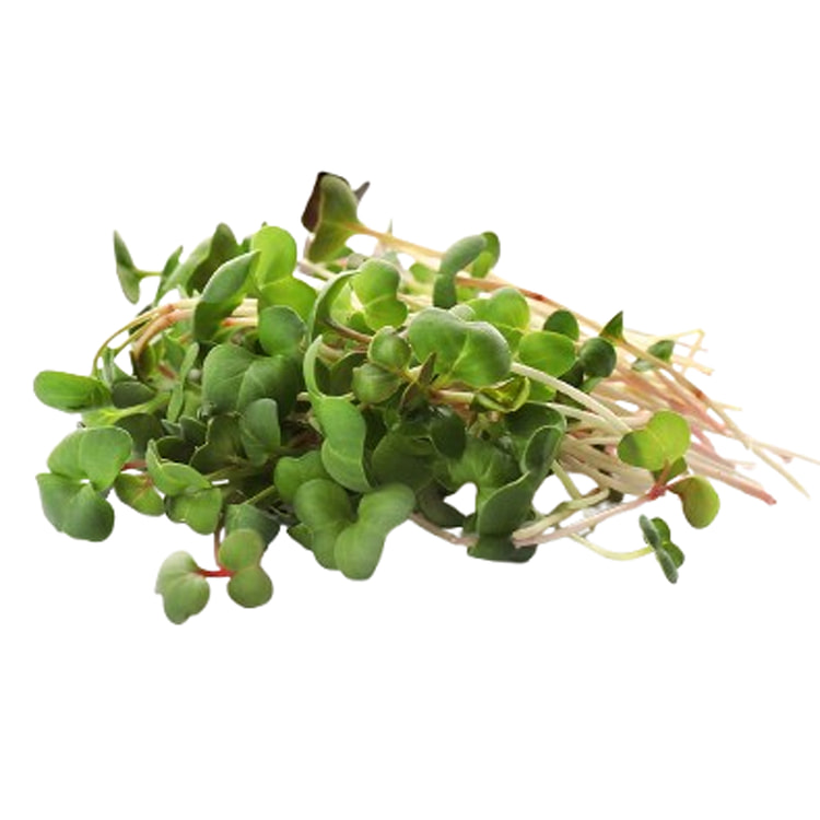 Radish Microgreens 1.75 oz