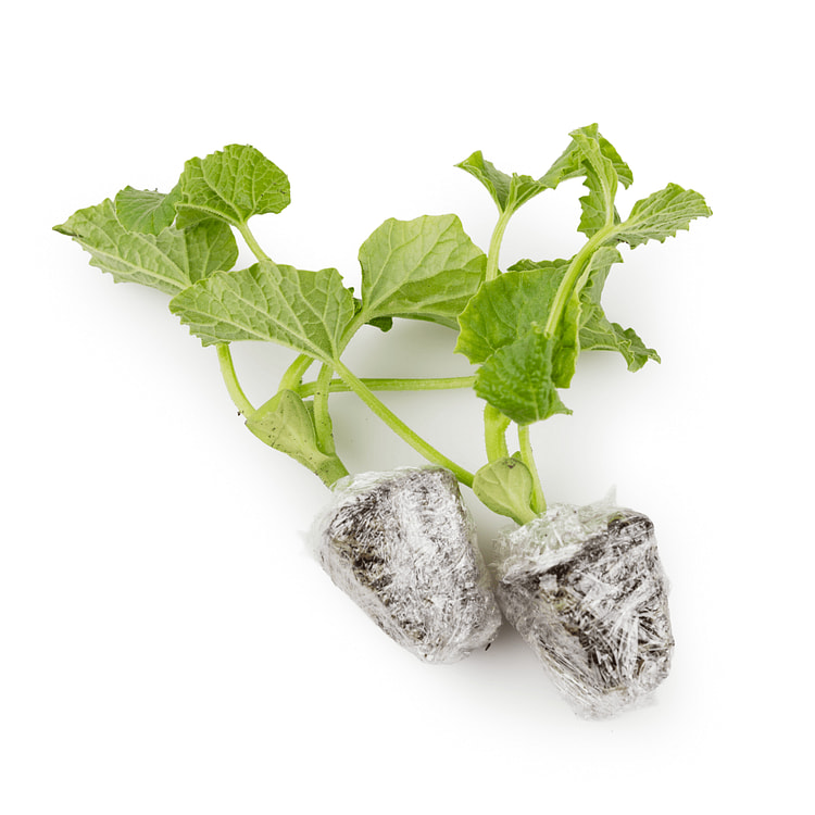 [种苗] Nursery 绿宝 香瓜苗 1 份