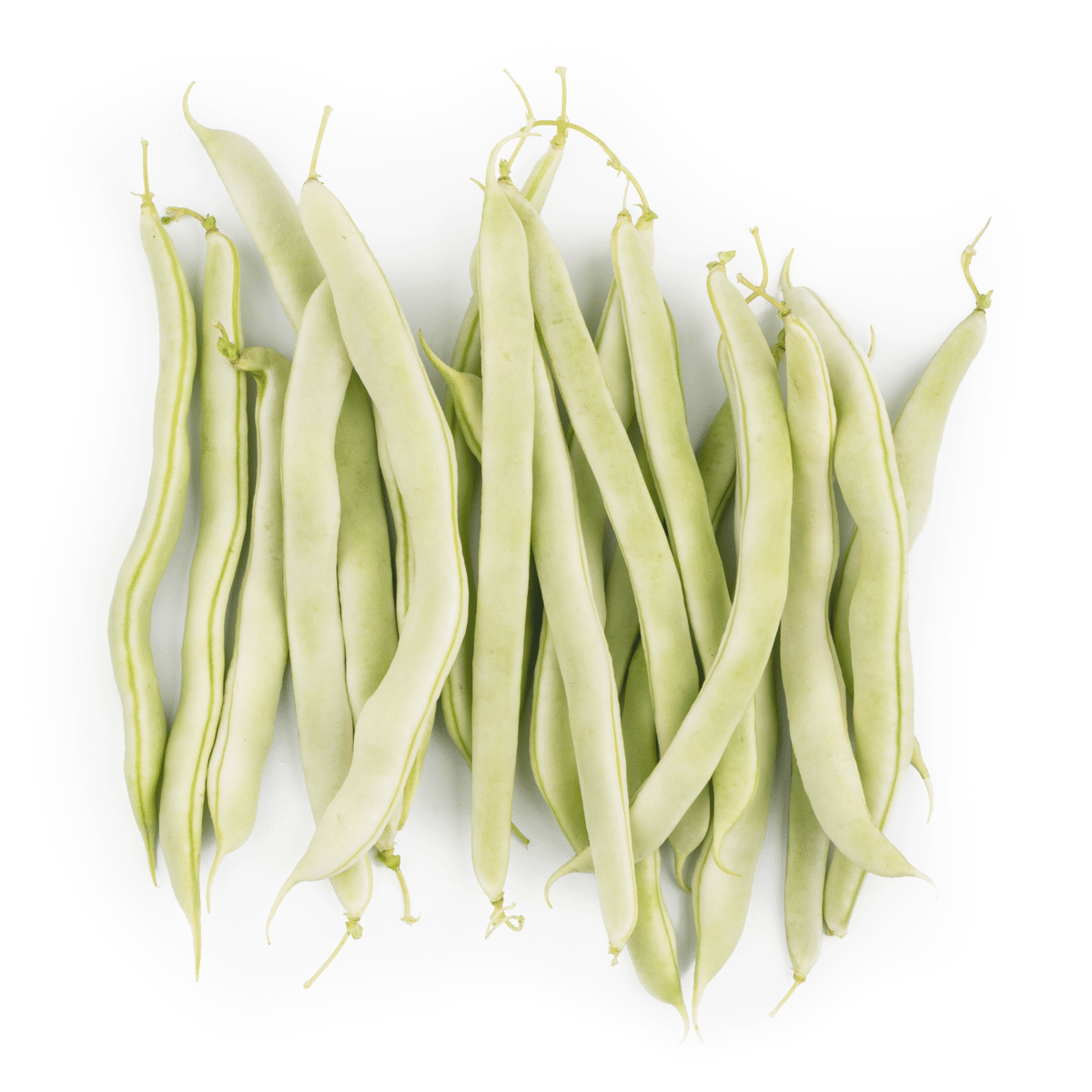 白不老芸豆 1 磅
