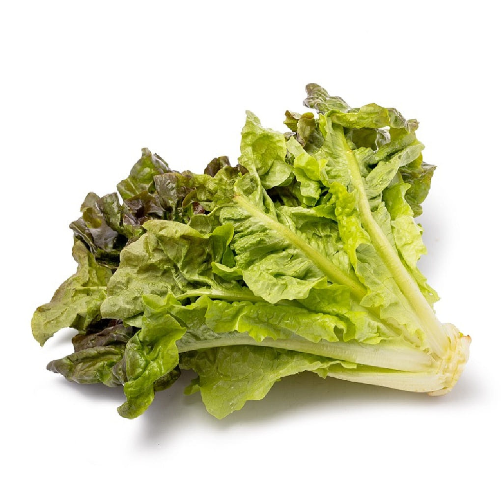 红叶生菜 1 个