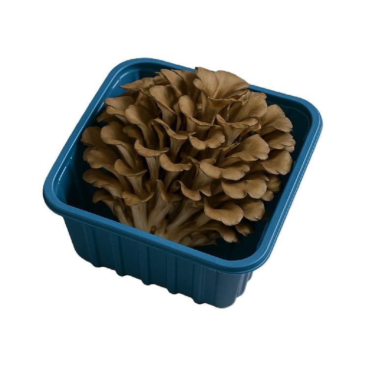 Organic Maitake Mushrooms 8 オンス
