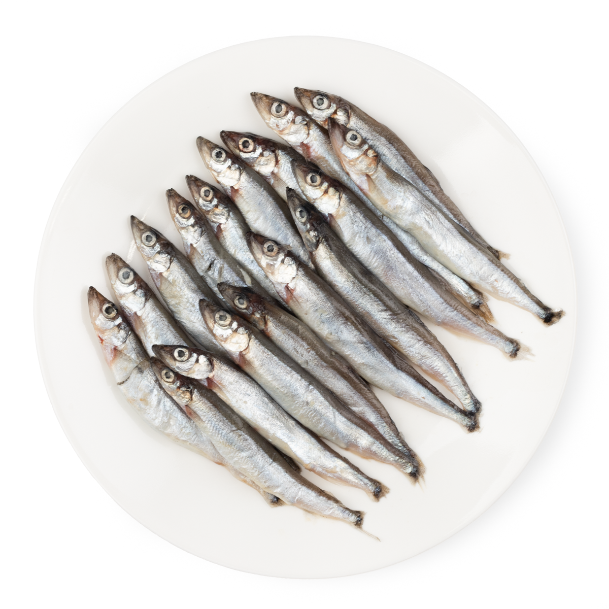魚 ショーベタ専門店 よこはま金魚ジャイアントワイルド