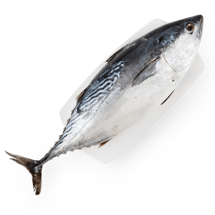 Frozen Whole Round Giant Bonita Fish 4-6 lb