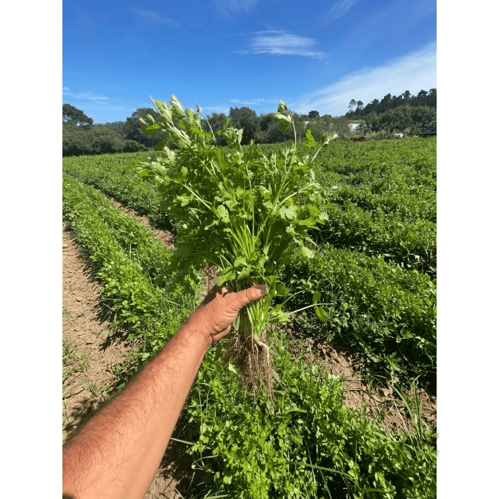Locally Grown Cilantro (With Root) 1 bunch