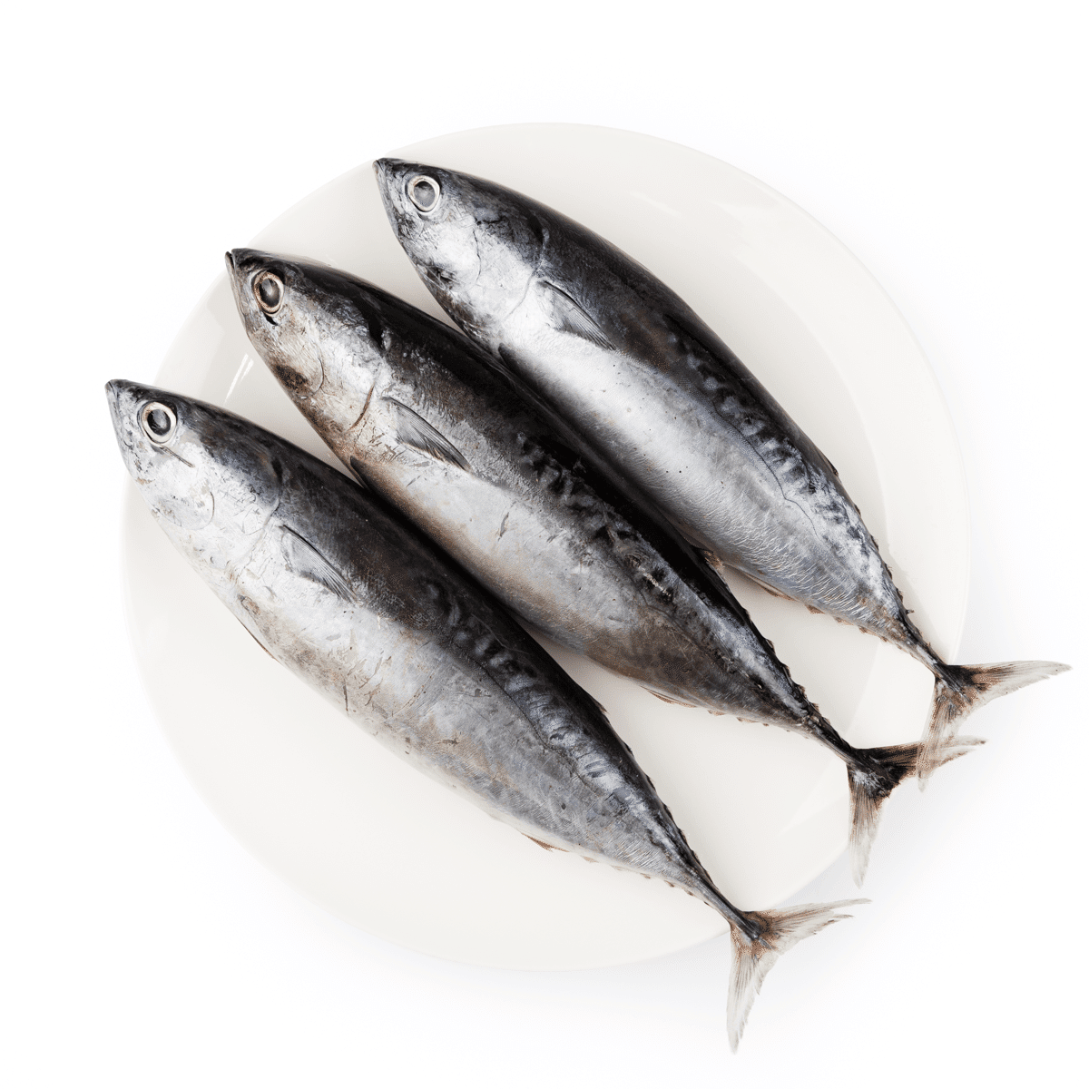 Frozen Tulingan Bonito Baby 2 lb