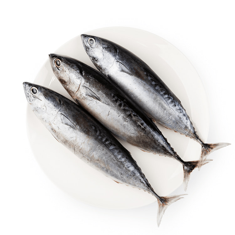 Frozen Tulingan Bonito Baby 2 lb