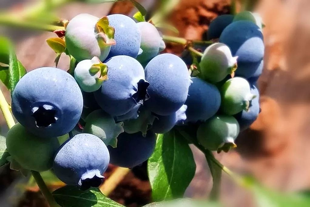 Jumbo Blueberries Weee!