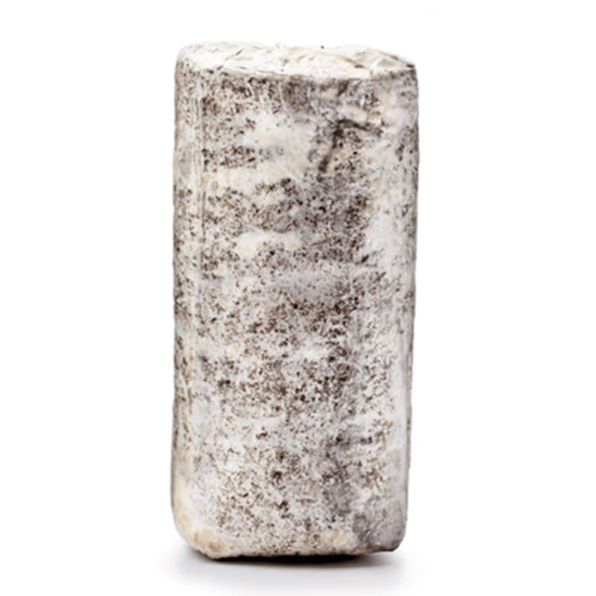 Fresh Oyster Mushroom Log 1 count