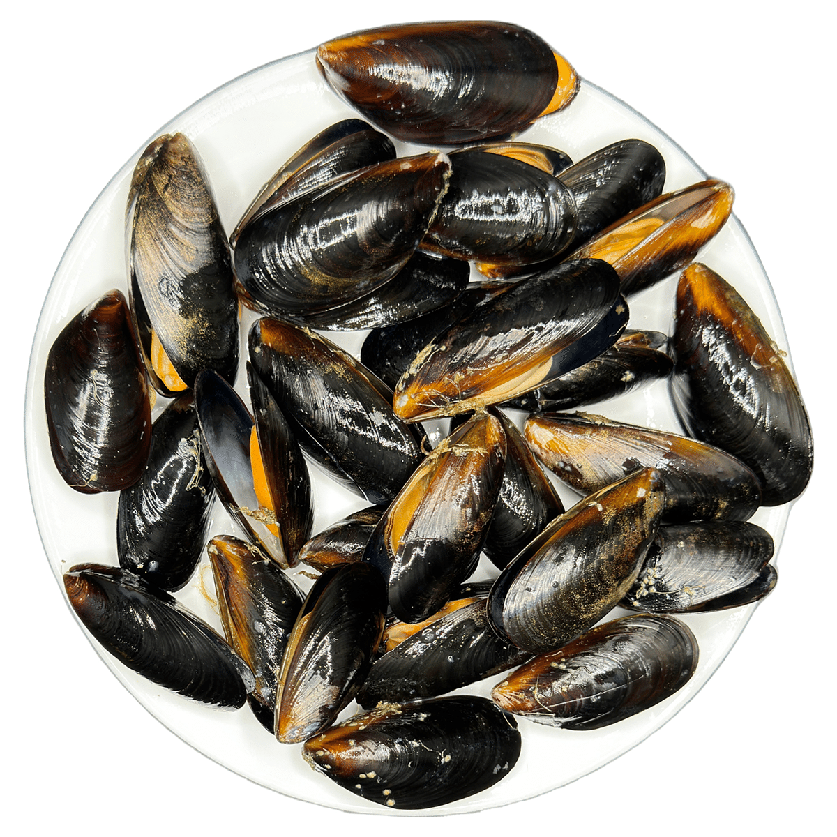 Frozen Whole Black Mussel from Chile 20/30 1 lb